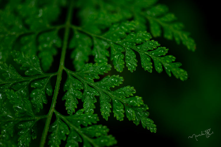 Plantas del Bosque