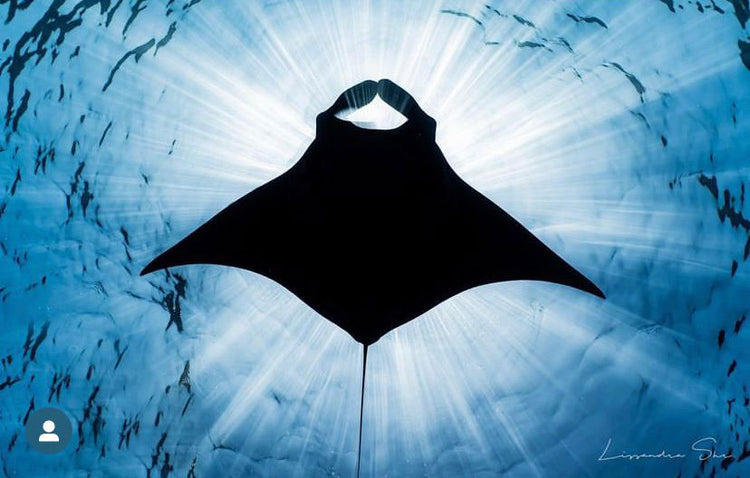Giant Manta