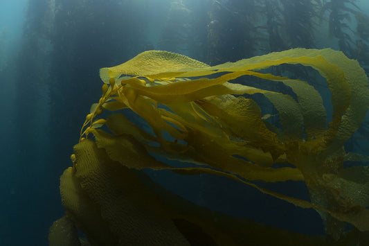 Kelp