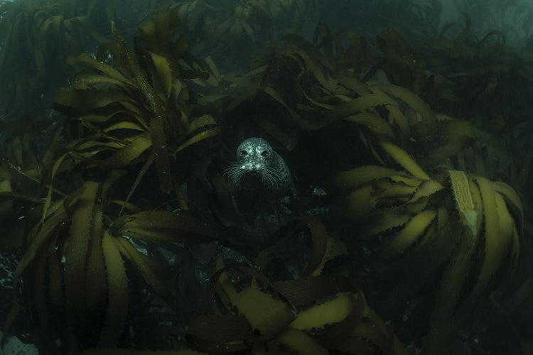 Vitulin seal in kelp